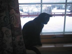 original cat on windowsill silhouetted against the snow